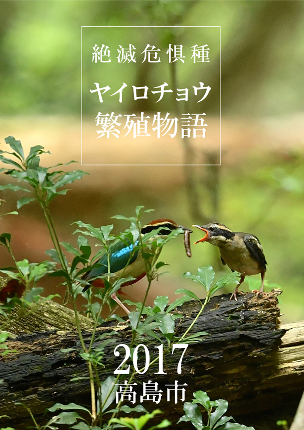 ヤイロチョウ繁殖物語 高島市へ贈呈しました ラ フィーネ店長日記