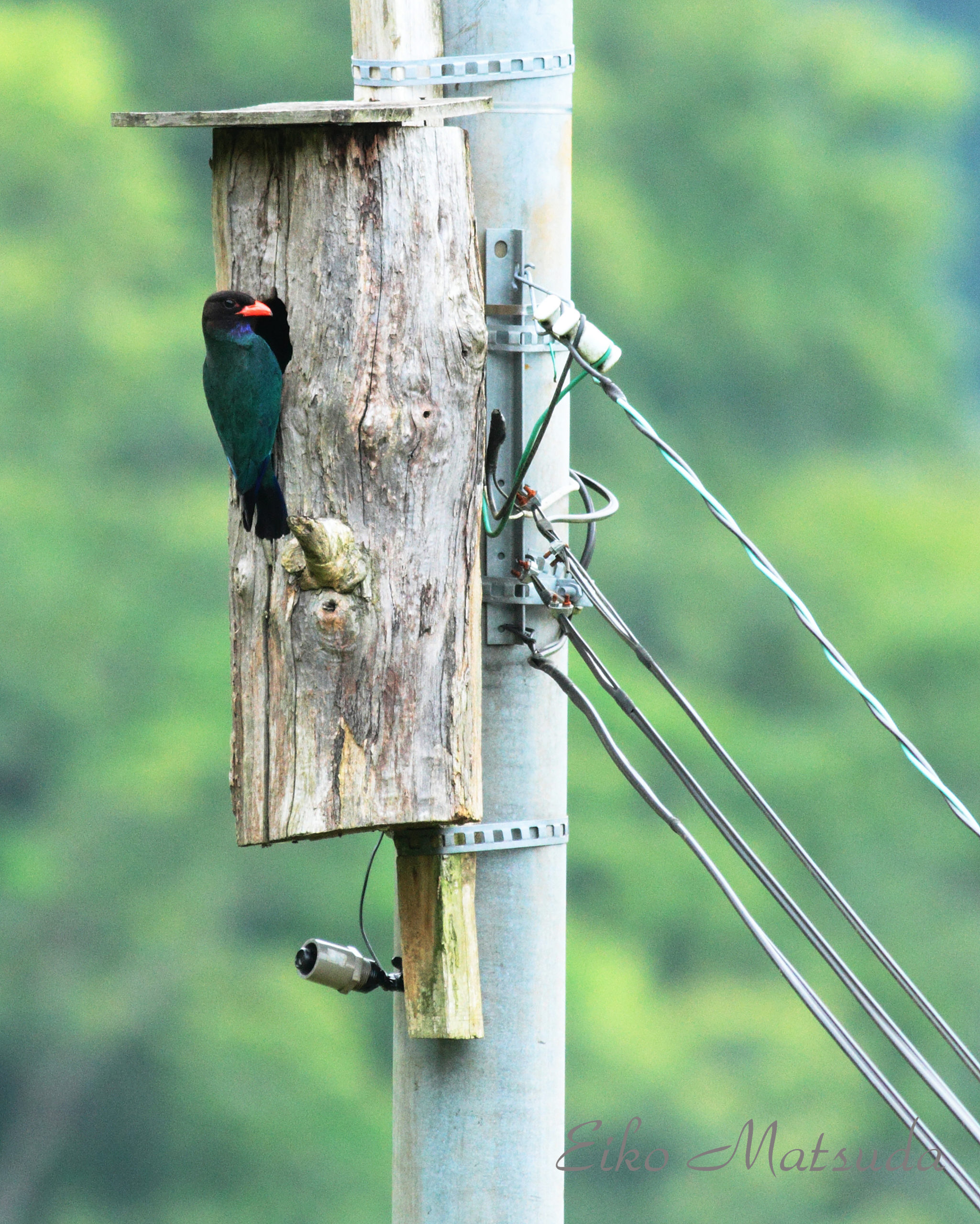 高島市 朽木 野鳥を守る会 発足 早速 巣箱設定を行いました ラ フィーネ店長日記