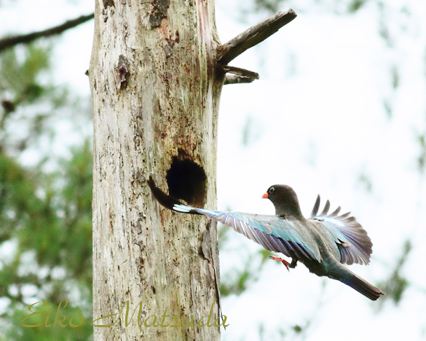 朽木 野鳥を守る会 ホームページ開設しました 是非 ご覧下さいませ ラ フィーネ店長日記