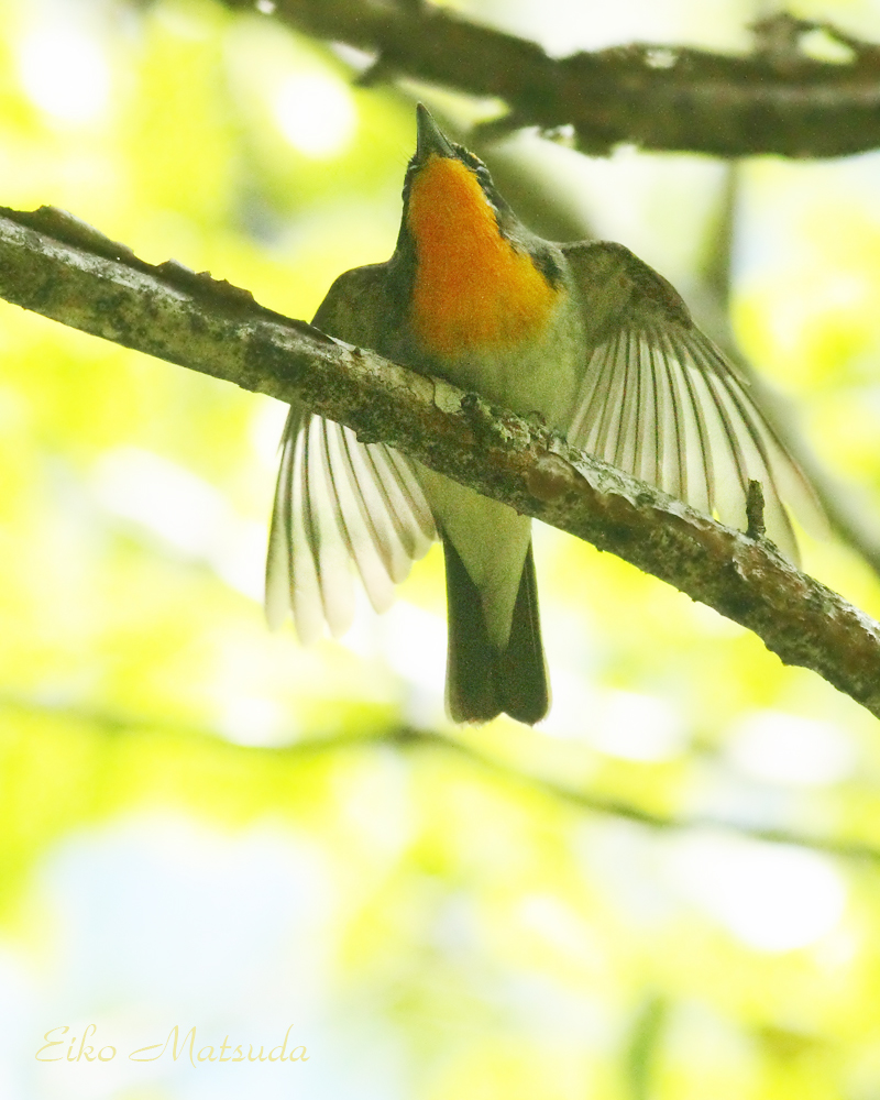 キビタキ ラ フィーネ店長日記